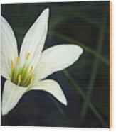 Wild Lily Wood Print
