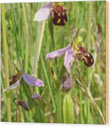 Wild Meadow Bee Orchids Wood Print