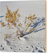 Wild Plant In White Sands Wood Print