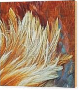 Wild Rooster Feather Abstract Wood Print