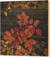Wild Rose Leaves Wood Print