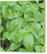 Wild Strawberry Leaves Wood Print