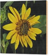 Wild Sunflower Wood Print