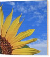 Wild Sunflower Wood Print