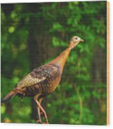 Wild Turkey Profile On Rooftop Wood Print