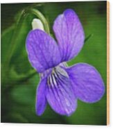 Wild Violet Flower Wood Print
