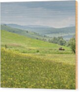 Wildflower Meadows, Transylvania Wood Print