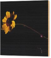 Wildflower On Black Wood Print