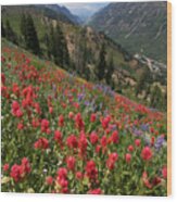 Wildflowers And View Down Canyon Wood Print
