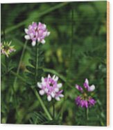 Wildflowers Northford Wood Print