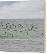 Willet Fly By Wood Print