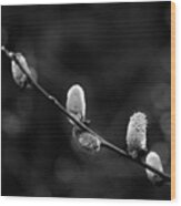 Willow Catkin - Bw Wood Print