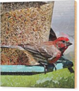 Windsor House Finch Wood Print