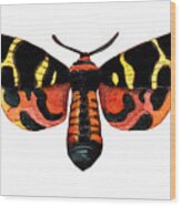 Winged Jewels 5, Watercolor Moth Black Yellow Orange And Red Tropical Wood Print