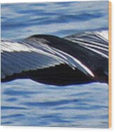 Wings Over Water Wood Print