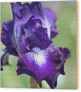 Winners Circle Closeup. The Beauty Of Irises Wood Print