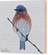 Winter Bluebird Wood Print