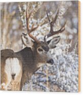 Winter Buck Wood Print