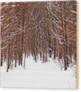 Winter Cedars Wood Print