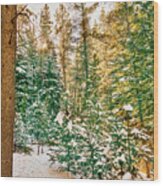 Winter Forest Golden Light Wood Print