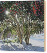 Winter Holly Wood Print