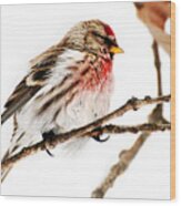 Winter Redpoll Wood Print