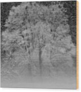 Winter Tree In Yosemite Valley Wood Print
