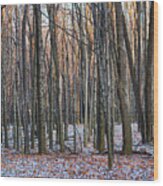 Winter - Uw Arboretum Madison Wisconsin Wood Print