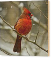Wintry Cardinal Wood Print