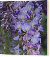 Wisteria In Bloom Wood Print