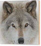 Wolf Portrait Wood Print