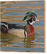 Wood Duck Drake Calling On The Pond Wood Print