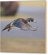 Wood Duck On The Move Wood Print
