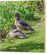 Wood Duck Pair Wood Print