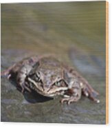 Wood Frog Close Up Wood Print