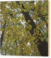 Woodland Canopy Wood Print