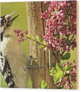 Woodpecker Calling Among Flowers Wood Print
