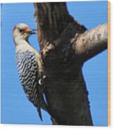 Woodpecker Feeding Wood Print