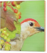 Woodpecker Peeking Out Wood Print