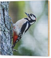 Woodpecker, The Great Spotted Wood Print