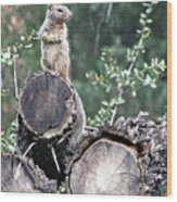 Woodpile Squirrel Wood Print