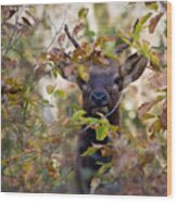 Yearling Elk Peeking Through Brush Wood Print