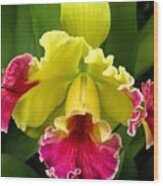 Yellow And Pink Cattleya Orchid Wood Print