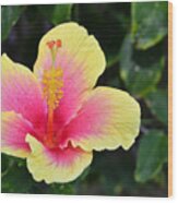 Yellow And Pink Hibiscus 1 Wood Print