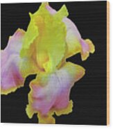 Yellow And Pink Iris Wood Print