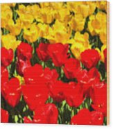 Yellow And Red Tulips Wood Print