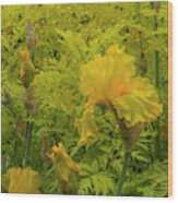 Yellow Bearded Iris Wood Print