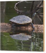 Yellow Bellied Slider Resting On A Log Wood Print