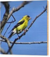 Yellow Bird Wood Print