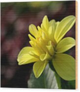 Yellow Bloom Wood Print